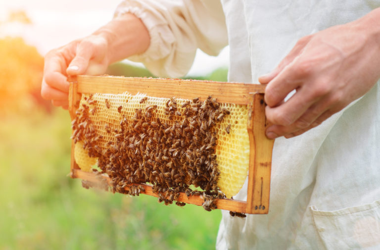 Nourrissement Des Abeilles Conseils Aux D Butants Les Hommes Et Les