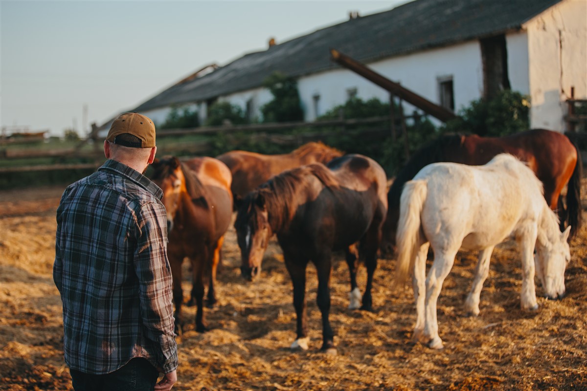 chevaux agriculteur