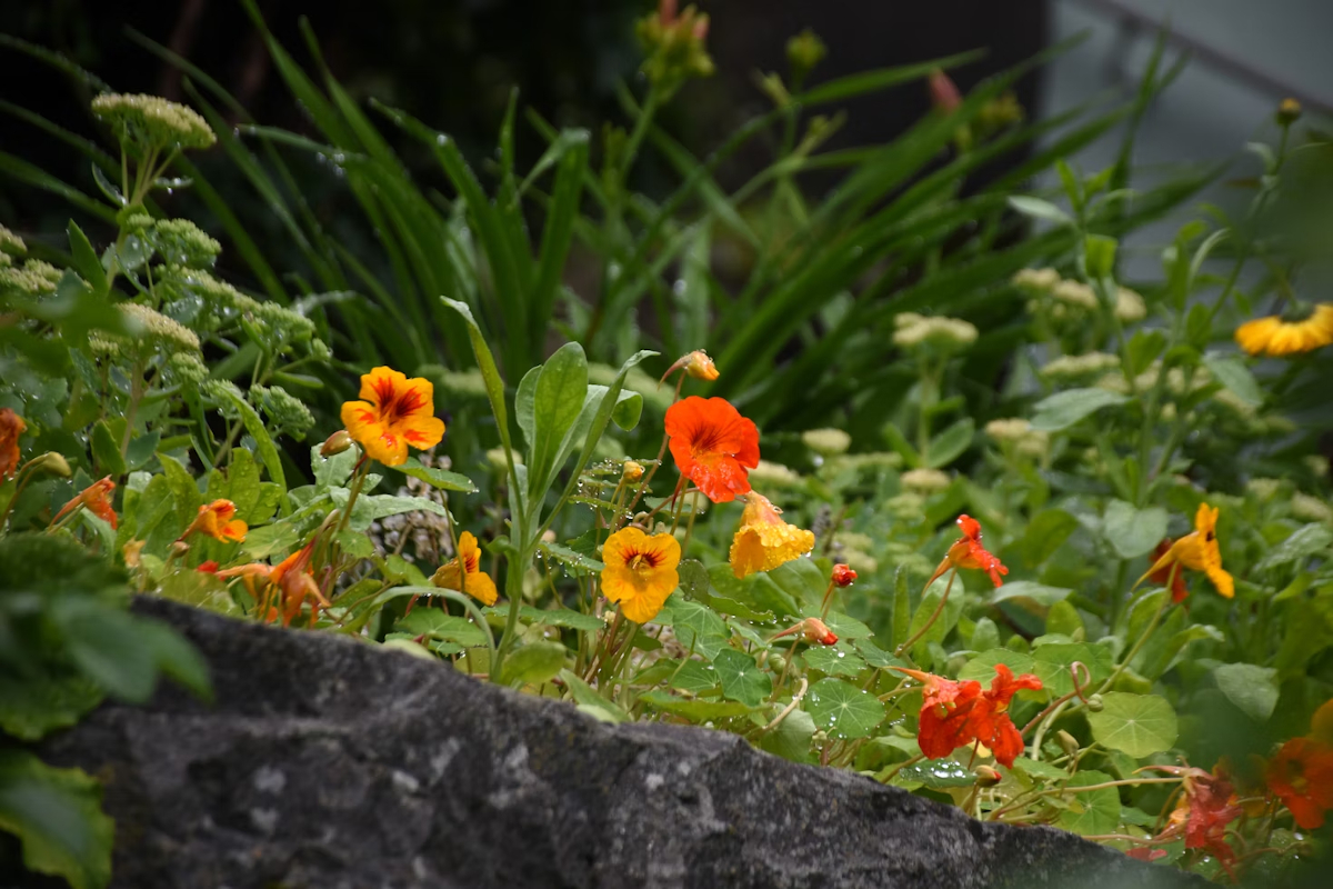 jardin aux teintes orange