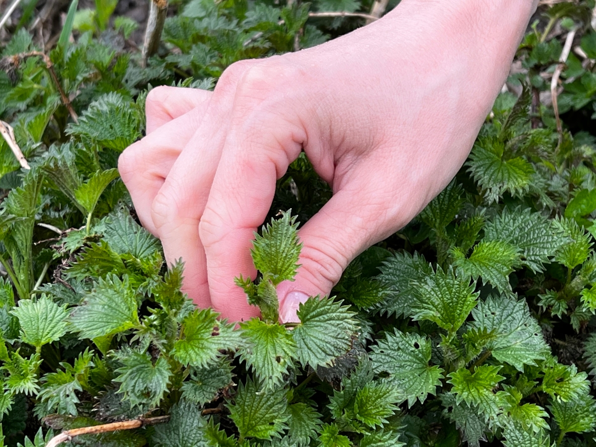 plantes sauvages