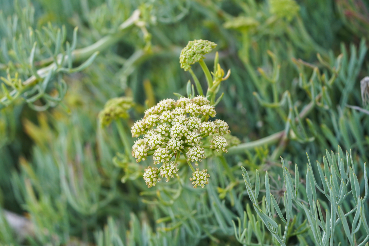 plantes sauvages