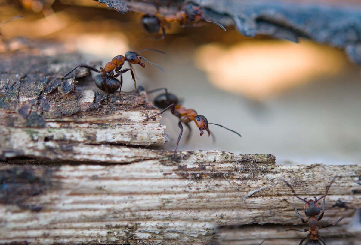 survie insectes